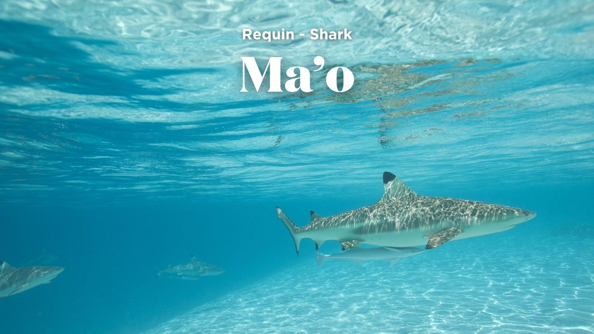 [𝐋𝐞𝐚𝐫𝐧 𝐭𝐚𝐡𝐢𝐭𝐢𝐚𝐧]: Shark - Ma’o 🦈

A totem of the ancestors, the Ma'o embodies strength, courage, loyalty and instinct.
This spirit is reflected in the very design of our aircraft.

Learn more 👉 bit.ly/learn-reo-tahi…

📷 Tahiti Tourisme