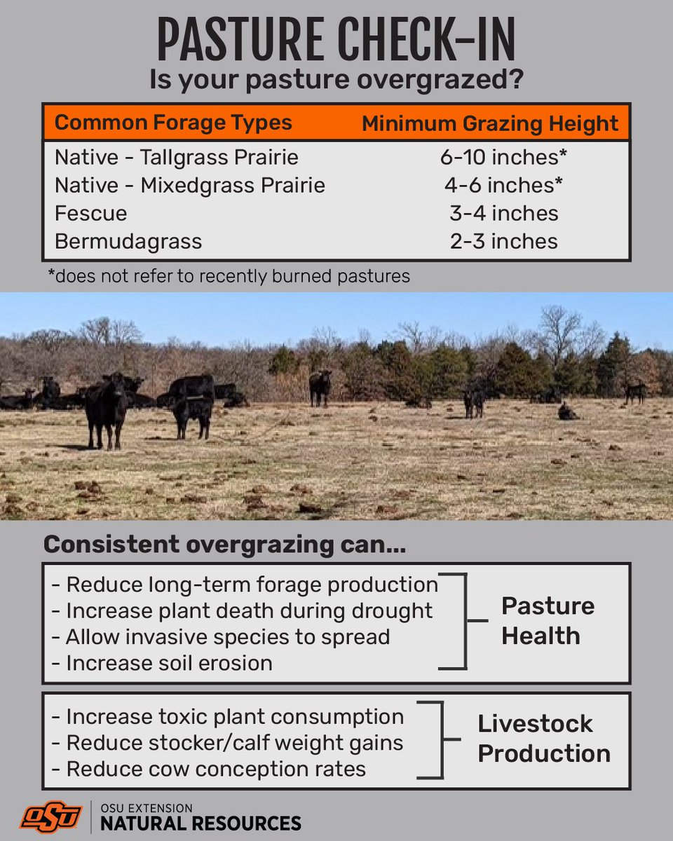 Pasture Check-In: Is your pasture overgrazed?

You can estimate forage production and calculate stocking rates in your native pastures using The Rangeland Analysis Platform tool rangelands.app/production-exp…

Common forage types and minimum grazing height
Native-Tallgrass Prairie: 6-10