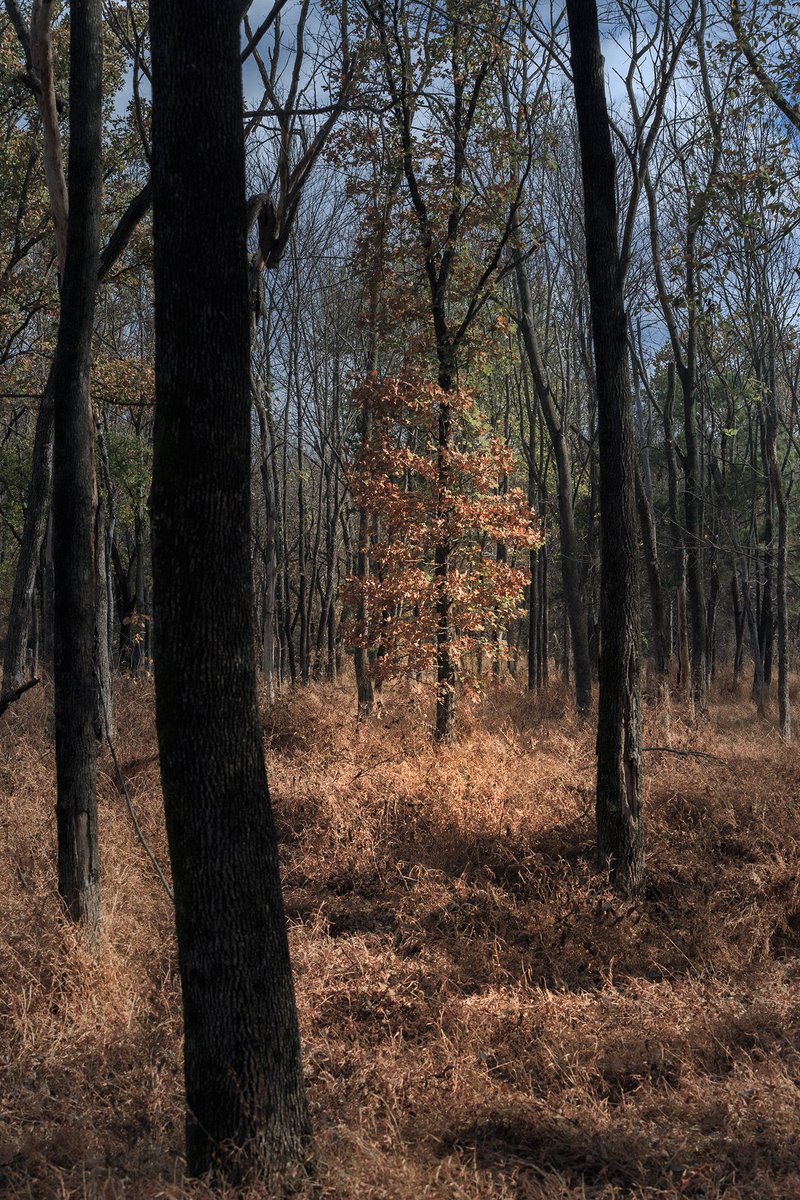 Fall color at Wilson Springs Preserve 2024
