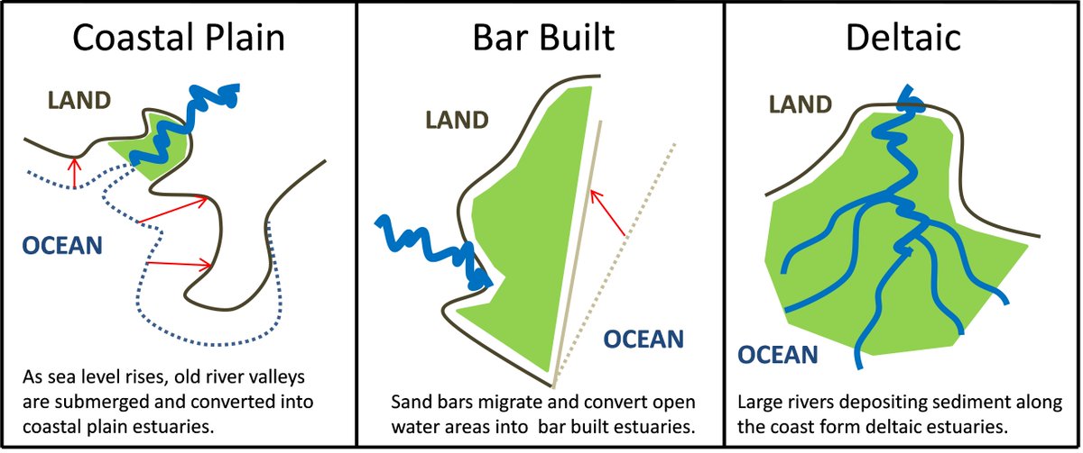CERFScience's tweet image. Estuaries come in different shapes and sizes. Geologically there are 5 different types of estuaries; the majority of estuaries located on the US Atlantic and Gulf coasts are coastal plain, bar built, or deltaic. What kind of estuary do you have near you? #EstuaryLove #WadeIn