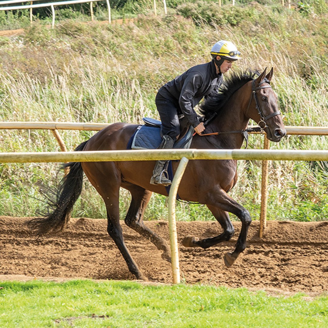 ownersgroupuk's tweet photo. The Owners Group string at Emma Lavelle's Bonita Racing Stables 🤩 

Featuring; Gold Link, Guard Duty, Presenting Doy and Zoran.

#GoldLink #GuardDuty #PresentingDoy #Zoran #OwnersGroup https://t.co/DpnvRAiiOr