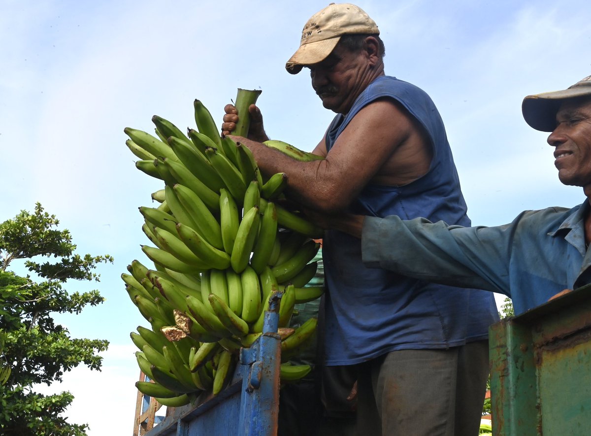 Hoy <a href="/DiazCanelB/">Miguel Díaz-Canel Bermúdez</a> y <a href="/DrRobertoMOjeda/">Dr. Roberto Morales Ojeda</a> recorrieron fincas agropecuarias de la provincia de #Artemisa. También visitaron la Empresa filial de tabaco torcido El Habanero, en el municipio Güira de Melena. Salarios, insumos y comercialización fueron temas por los que se interesaron.