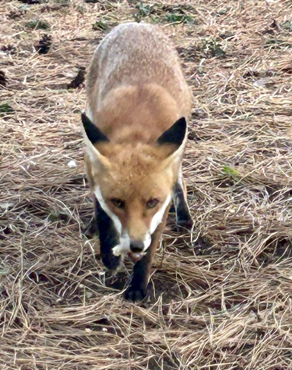 BromptonBunch's tweet image. Suddenly the squirrels started shouting alarm calls &amp;amp; it became clear why #Foxes