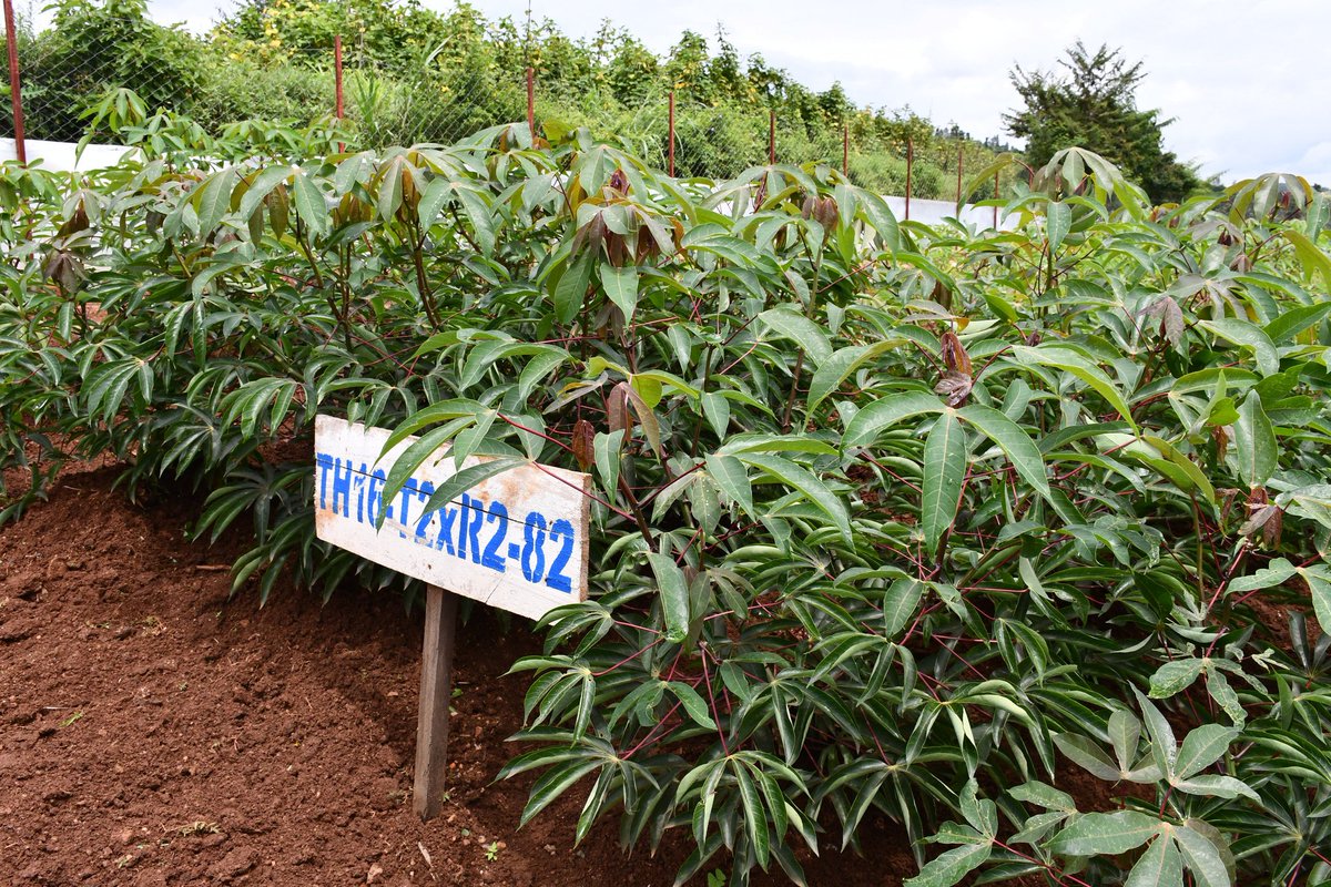 AlexisNyandwi12's tweet image. The global population continues to rise, yet the planet’s resources remain finite. This drives my commitment to advocate for agricultural #Science and #BiotechCrops. 

Together, we can shift mindsets and embrace innovation to build resilient, sustainable food systems for the…