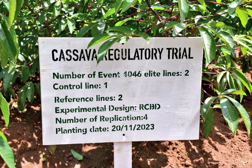 AlexisNyandwi12's tweet image. The global population continues to rise, yet the planet’s resources remain finite. This drives my commitment to advocate for agricultural #Science and #BiotechCrops. 

Together, we can shift mindsets and embrace innovation to build resilient, sustainable food systems for the…