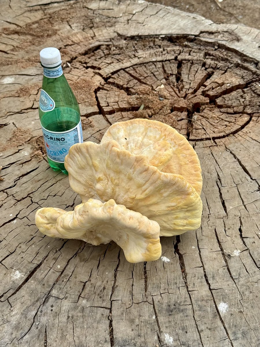 WTH is this growing out of this tree stump? (bottle for size perspective)