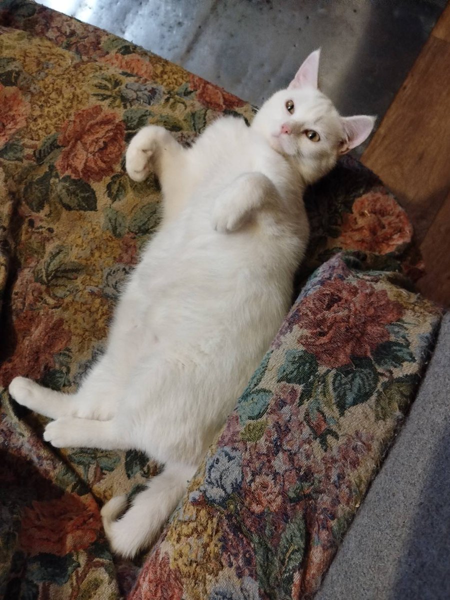 Снежика хоть вниз головой, хоть вверх ногами на кресло клади-всё равно он на него уже не помещается-то голова висит, то лапы.. Ну-придётся спать как есть.. И вам доброй ночи!✨✨✨