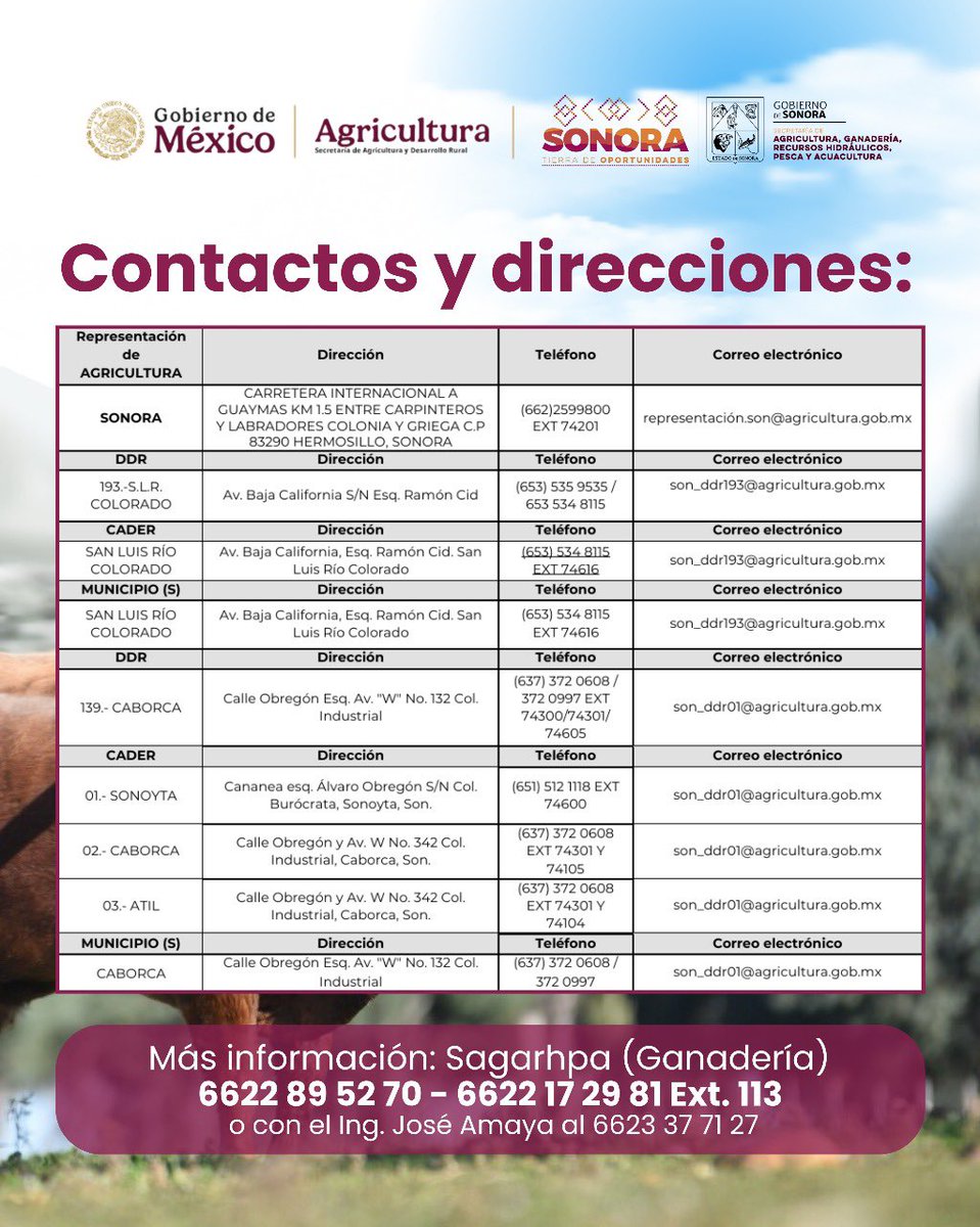 CelidaLopezc's tweet image. Atención, productor ganadero pequeño o mediano, te compartimos los datos de contacto para solicitar este apoyo. Desliza para ver los números y direcciones para más información. 🐂

Más información:
Sagarhpa (Ganaderia) 6622 89 52 70 - 6622 17 29 81
Ext. 113 José Amaya 
6623 37 71…