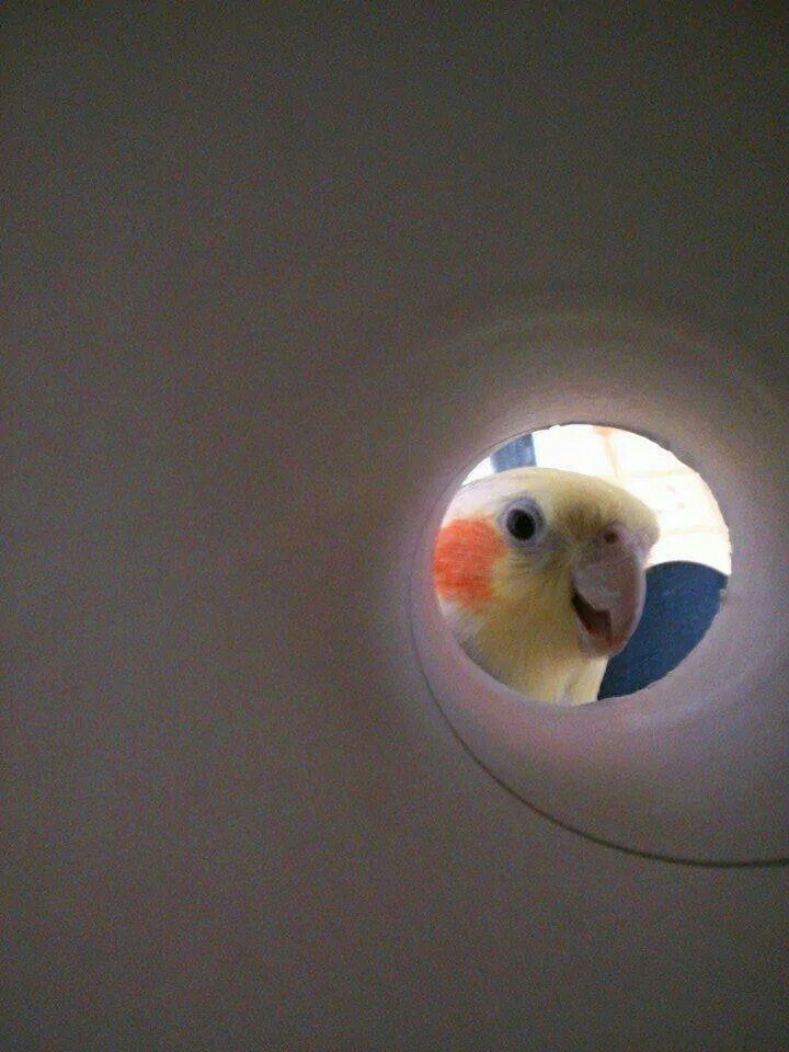 Knight of Disks tweet media