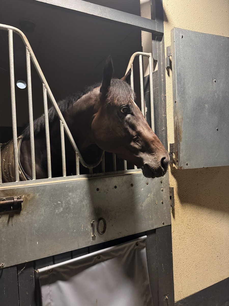 Group 1 winning, Woodshauna, the grandson of the late great Wootton Bassett, will begin his journey to N America tomorrow. This was him this AM in Chantilly enjoying the sights before his work. Safe travels bud - see you in KY 🇫🇷🇺🇸🙏🏼🤍