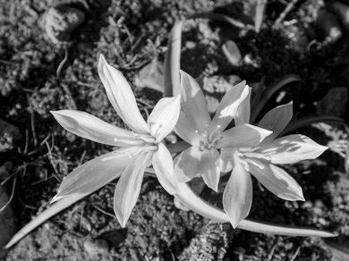 .

 مثلما فرضت هذه
الزهرة وجودها رغم
قسوة الصحراء ..
بجمالك ورقيك
حولتي صحراء
المكان إلى جنة
وصمت الكلام
إلى معزوفة
يتعلم منها
بيتهوڤن وموزارت ..

رائعة أنتي ..
تختصرين في
خصرك جمال
الكون وفي عينيكِ
بحرٌ غامضٌ
شديد الوضوح 
أجدت الإبحار
به رغم شراعي
الممزق ودفتي
المكسورة ..

ما