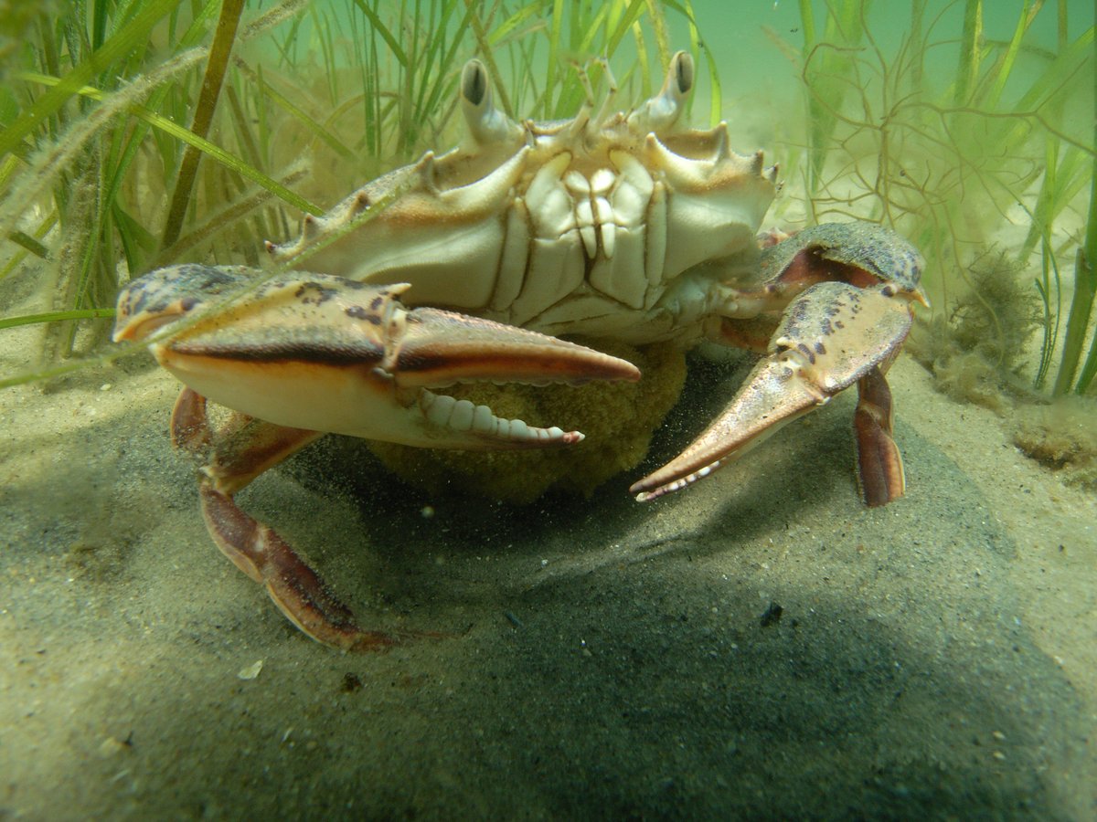 NOAAHabitat's tweet image. Why are estuaries called the “nurseries of the sea”? Because their calm, protected waters and abundant food sources make them perfect places for so many species to reproduce and spend the early part of their lives! 🐟🦀🦪

fisheries.noaa.gov/feature-story/… #EstuariesWeek