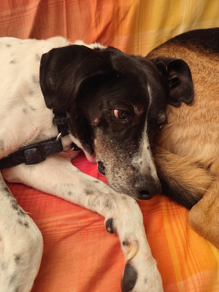 Jack seemed a bit better,but his Ehrlichiosis is still high and affecting his kidneys.Tomo 4th specialist visit.I’m so grateful for all the love, care, and support it truly touches my heart and gives strength to me and my little buddy. I can’t reply to everyone right now, but I’