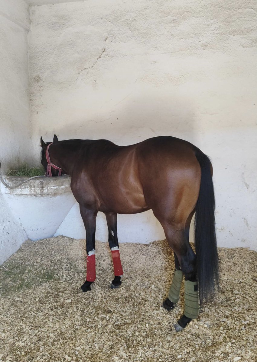 Trk_Tkc's tweet image. 2023 Colt by HEMSWORTH
#homebred