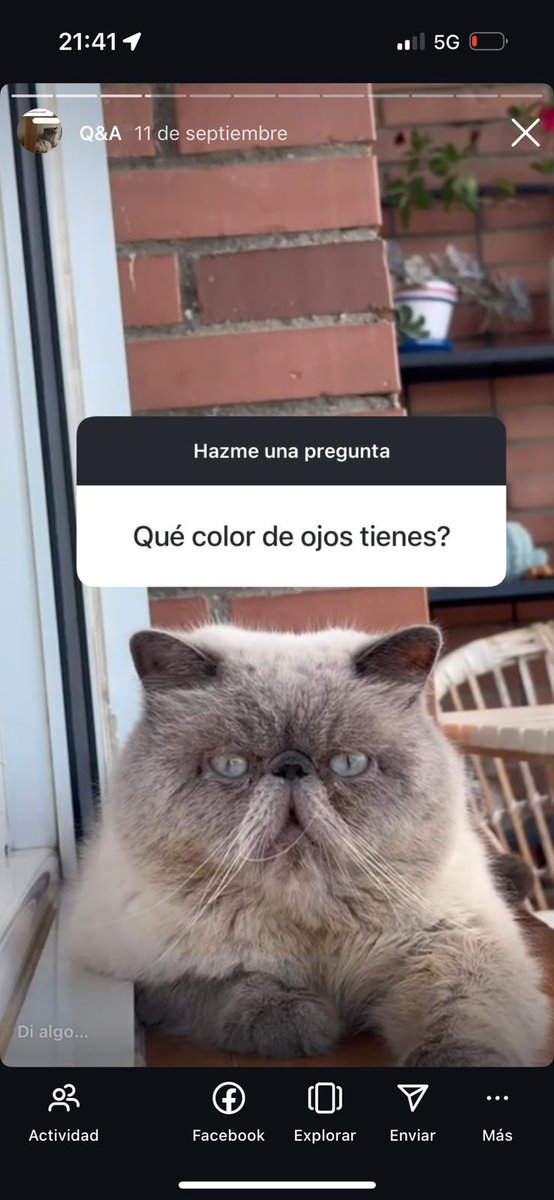 JuanmarquezMa11's tweet photo. Seguid a mi gato Mochi en Instagram. Es guapísimo. 💚https://t.co/upFBQj13uB https://t.co/Tk317JOZxZ