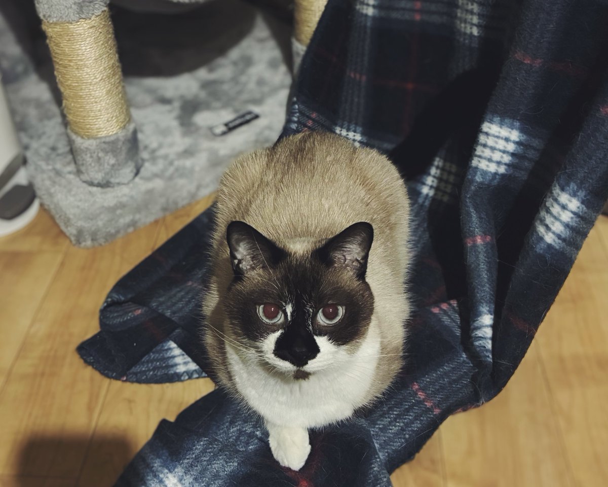 もい (@moiitter) on Twitter photo 