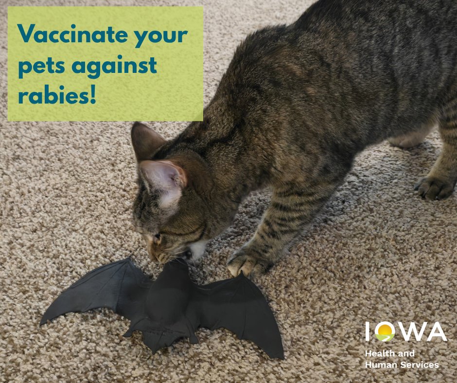 Bats are everywhere in Iowa and bats are the most commonly found animal to carry rabies. Dogs and cats will try to play with or hunt a bat they find. Another reason it is important to vaccinate dogs and cats against rabies. #BatsofIowa