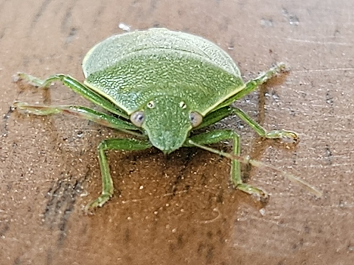 Esta tarde he tenido un/a compi de trabajo muy especial. 

Mirad qué monísima que es.

Con todos ustedes, la chinche verde (o de escudo, o apestosa...)