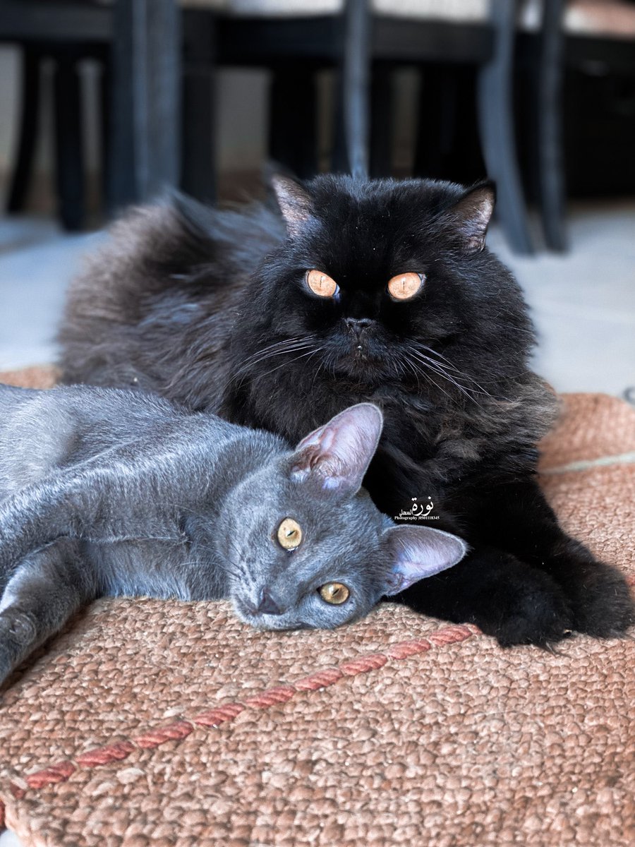 نوره," #أنا_صوتهم " 🐈 أم لكل المياوات🐈‍⬛ tweet media