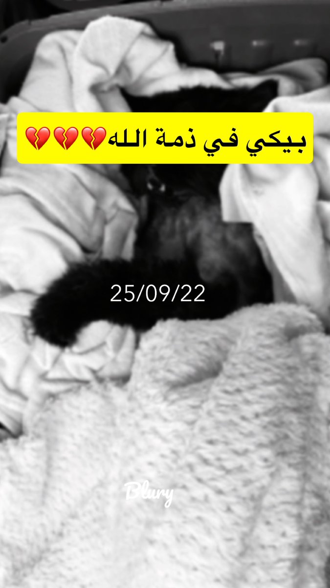 نوره," #أنا_صوتهم " 🐈 أم لكل المياوات🐈‍⬛ tweet media