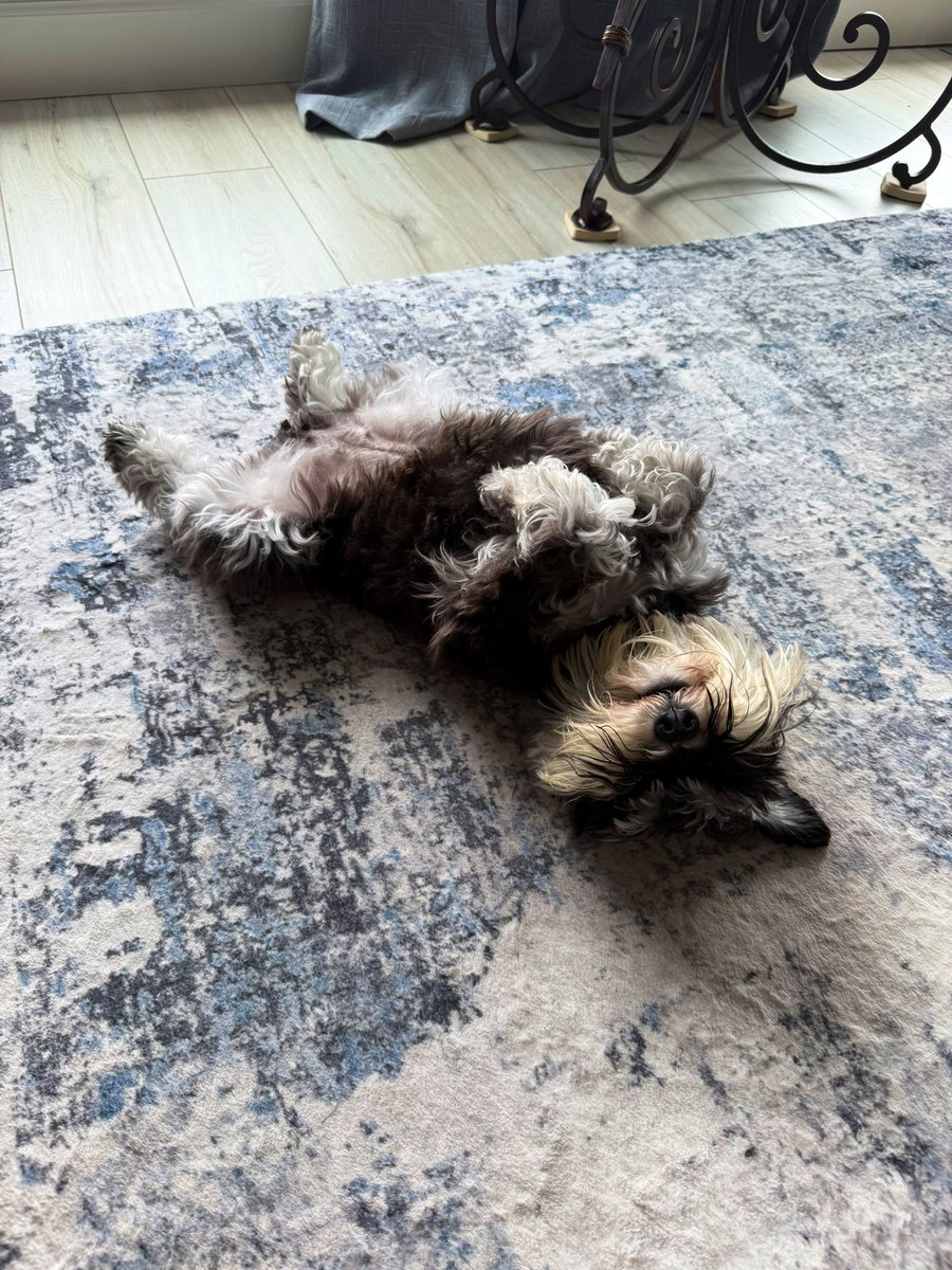 UKWildcatgal's tweet image. Schnauzer Down! Attention: Schnauzer Down 🤭🤣🤣🐾💗. 
#SchnauzerGang #Chloe