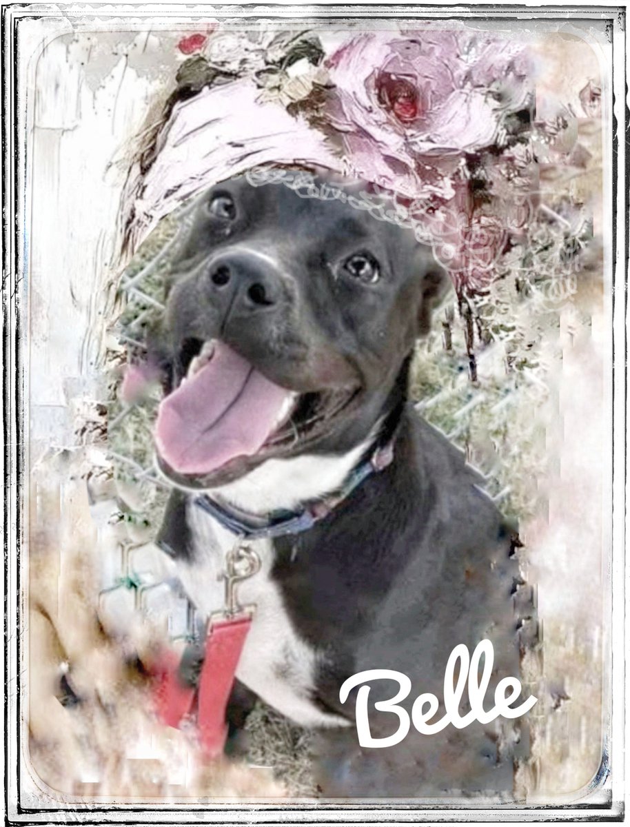 rothfarms's tweet photo. ‼️🆘️🚨⏰️ #SaveBell #A383217 She's SOOOO young and so Sweet. Please find out how to help below 👇🏾 https://t.co/HbmNvPBcZS