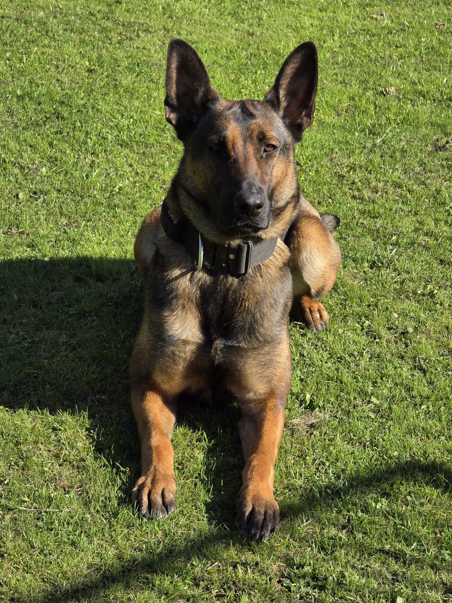 PD Sasha was out on her third shift with a new handler last night, when a male decamped from a vehicle in the Stetchford area. PD Sasha's nose led her into a garden where she found the male  under a compost heap, which she thought was a rubbish hiding spot. Arrested!