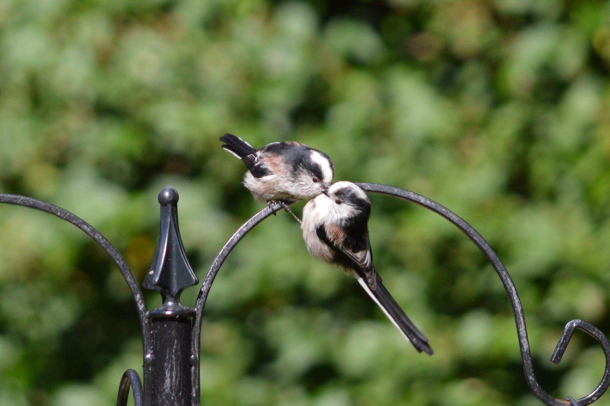 Long tailed tits today.
