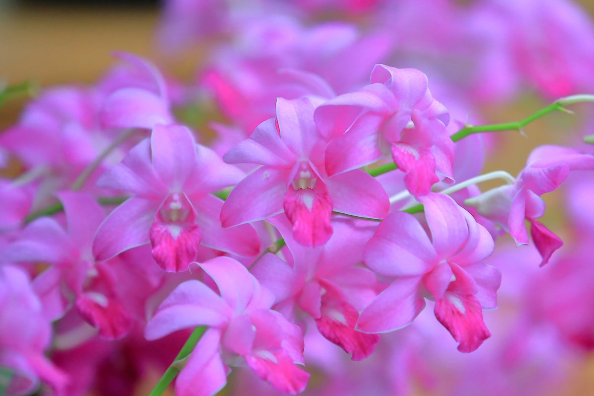 FortuneLook's tweet image. デンファレ・バイオレット🌸ゴージャスな花✨魅了されます☺️
    #花好きな人と繋がりたい  #花が好きな人と繋がりたい #キリトリセカイ 
#写真好きの人と繋がりたい