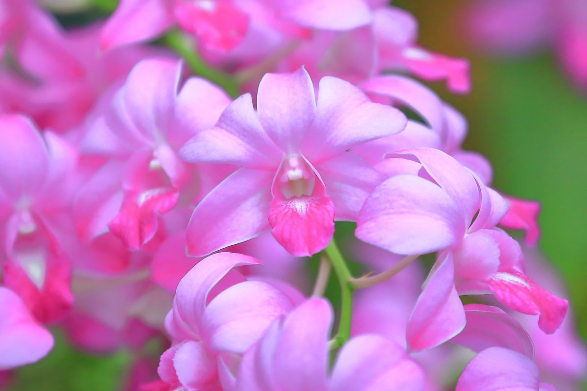 FortuneLook's tweet image. デンファレ・バイオレット🌸ゴージャスな花✨魅了されます☺️
    #花好きな人と繋がりたい  #花が好きな人と繋がりたい #キリトリセカイ 
#写真好きの人と繋がりたい