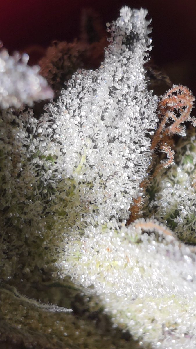 SaskGrown's tweet photo. 6th cycle no till flower

#cannabis #weed #ganja #Homegrown #DANK #cannabiscommunity #Sticky https://t.co/7UCZxlMTzn