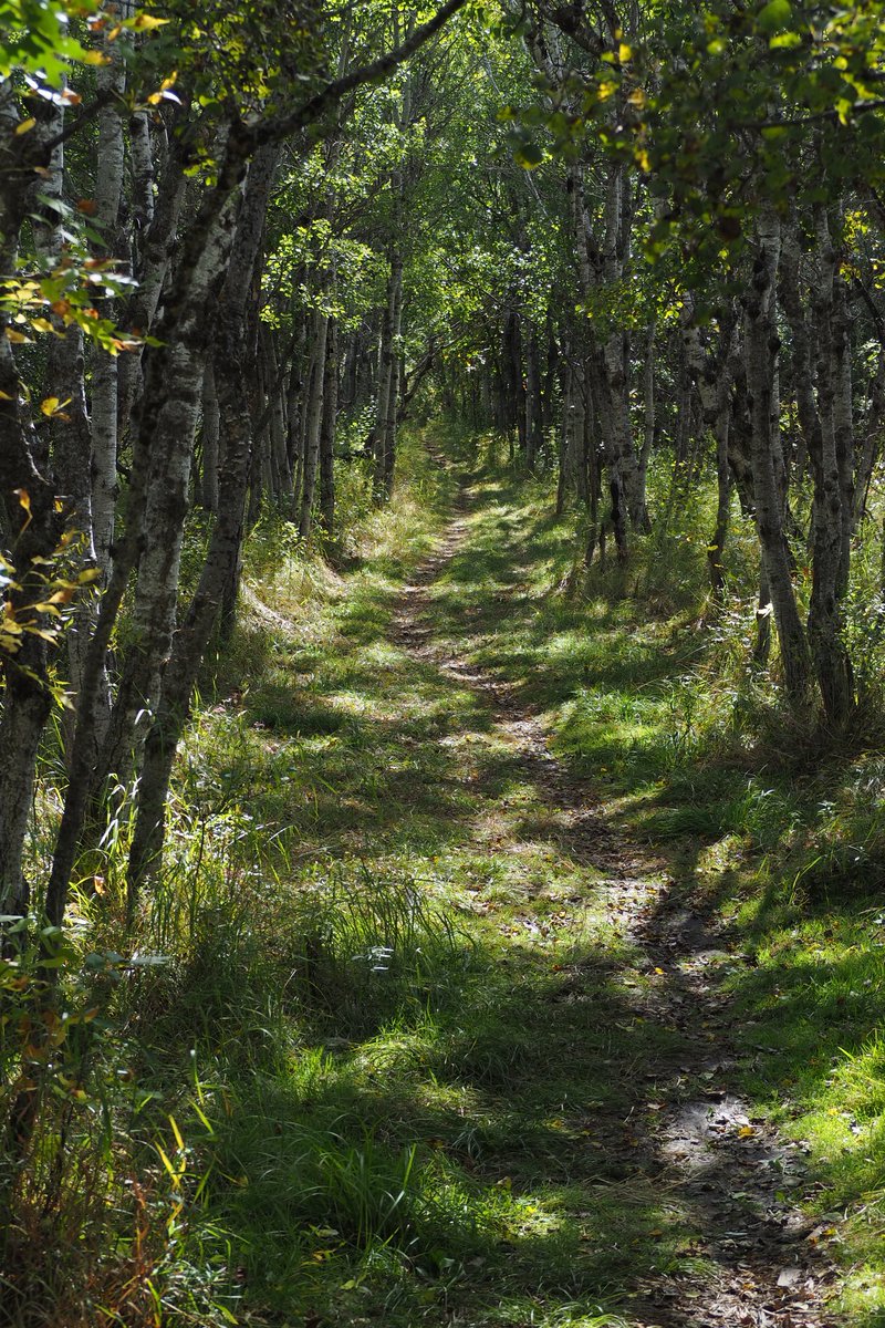 Sometimes the forest can seem like a magical place to me.