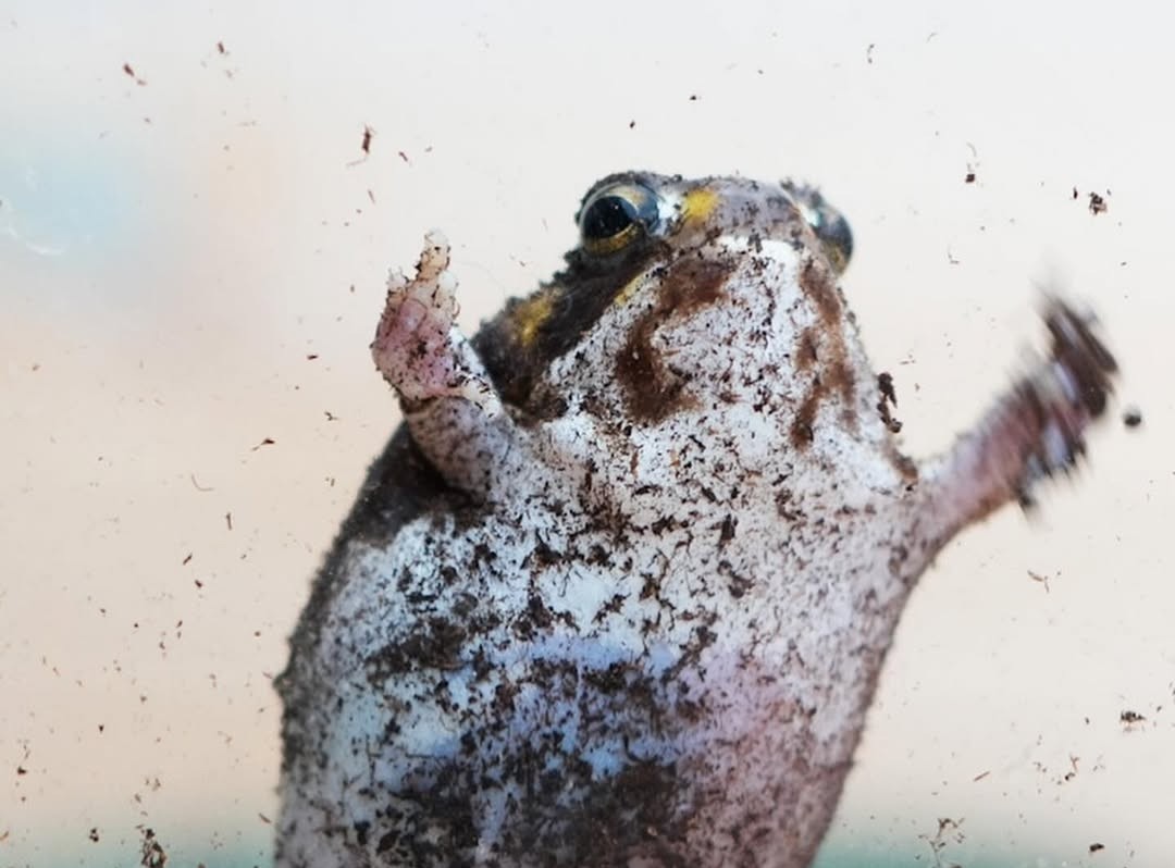 No Context Frogs (@nocontextfrogs) on Twitter photo 