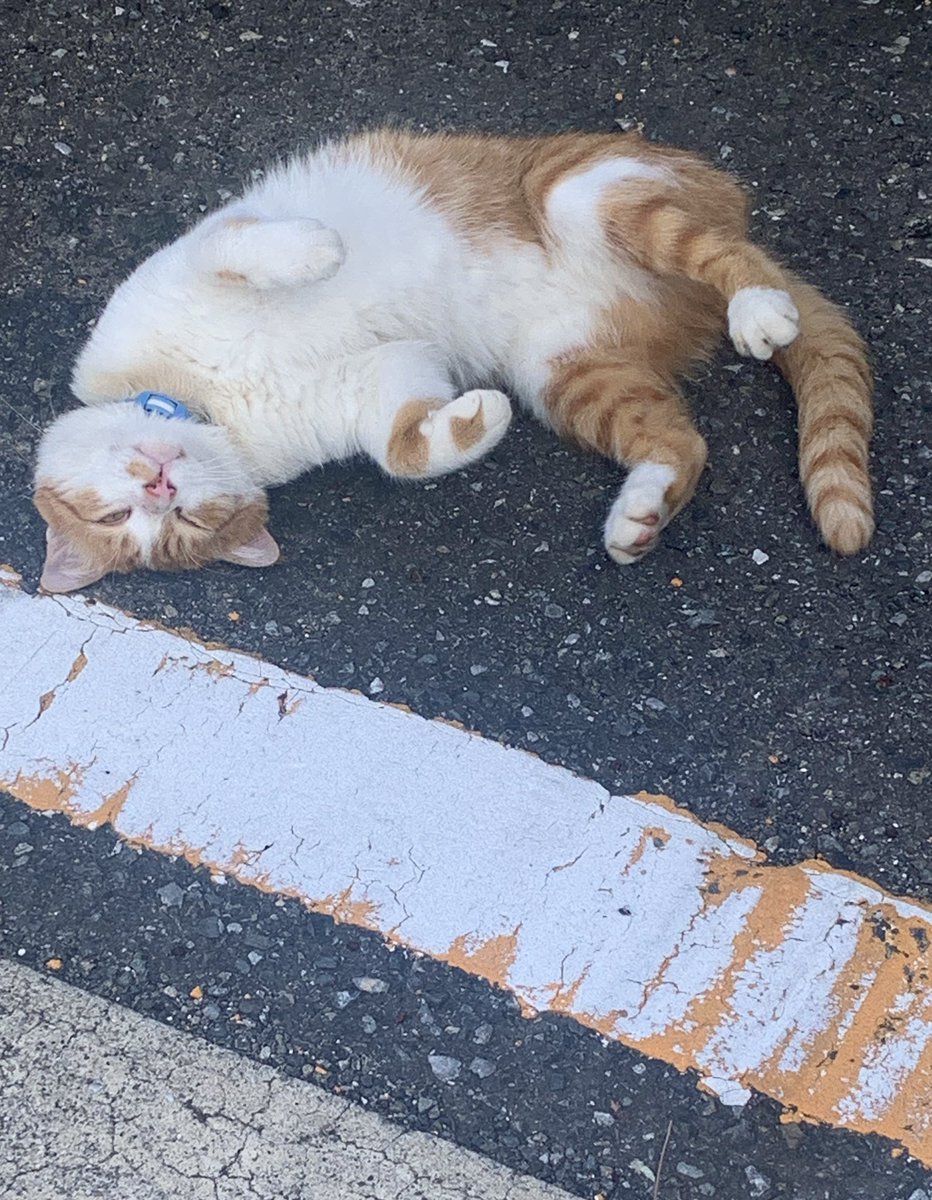 myao_my1's tweet image. #charmy散歩

ねっ転んでた☀️よい一日を

 #エステー保護ネコ応援プロジェクト