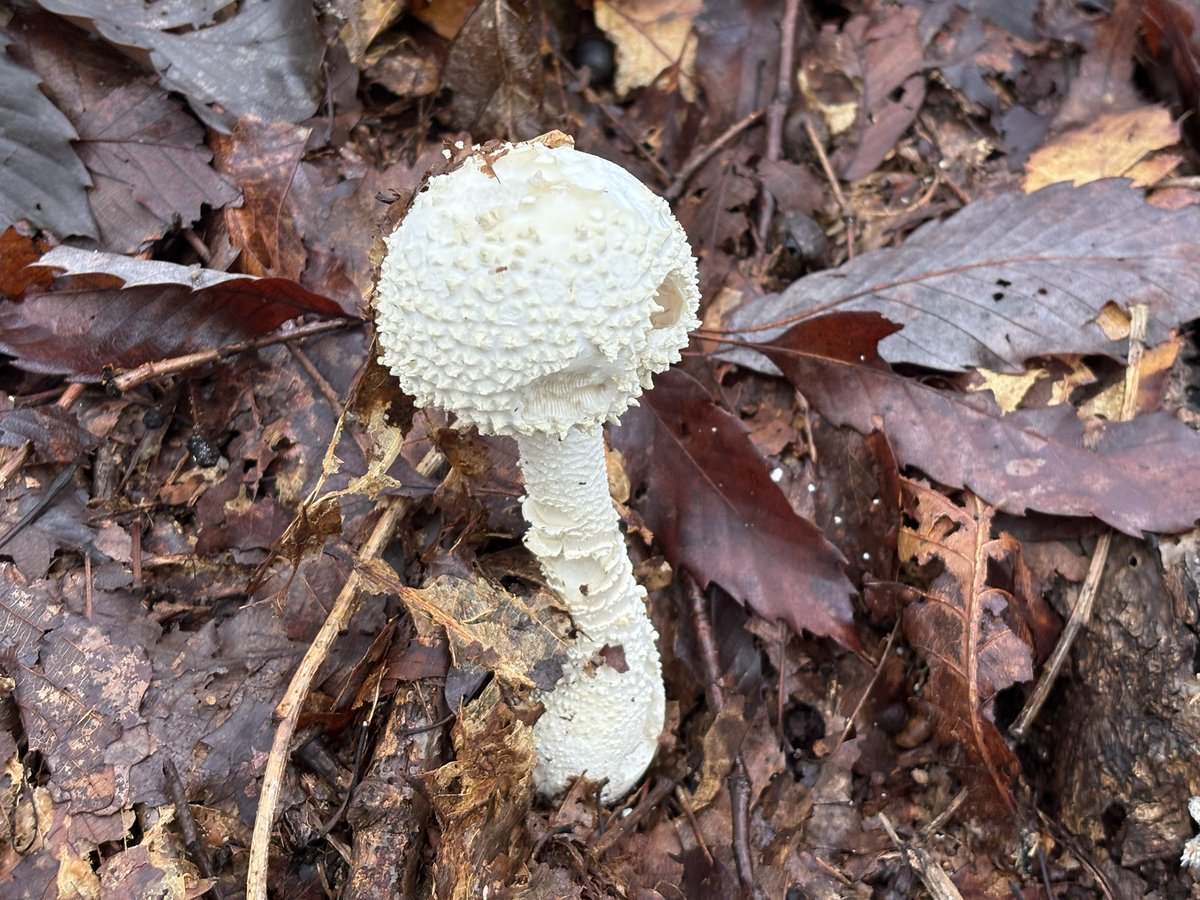 이 버섯들의 이름은?