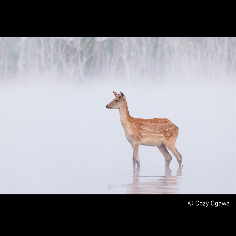LUMIX_Japan's tweet photo. LUMIX Sシリーズ用交換レンズの新商品「LUMIX S 100-500mm F5-7.1 O.I.S.」を発表しました。

機動力を追求した、手軽に持ち歩ける超望遠ズームレンズです。

詳しくはこちらから