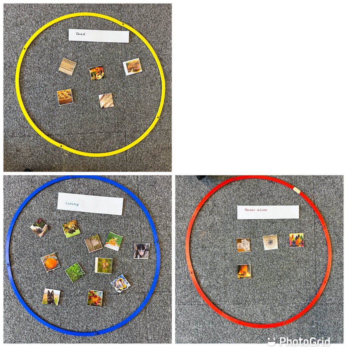 EastfieldPSHull's tweet image. In our #epsscience work this week #2AW have been sorting animals into groups: living, dead, and never alive.