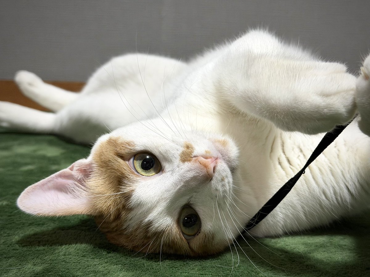 どんなおもちゃよりただの紐が1番だいすきなの！

#猫好きさんと繫がりたい #猫のいる暮らし