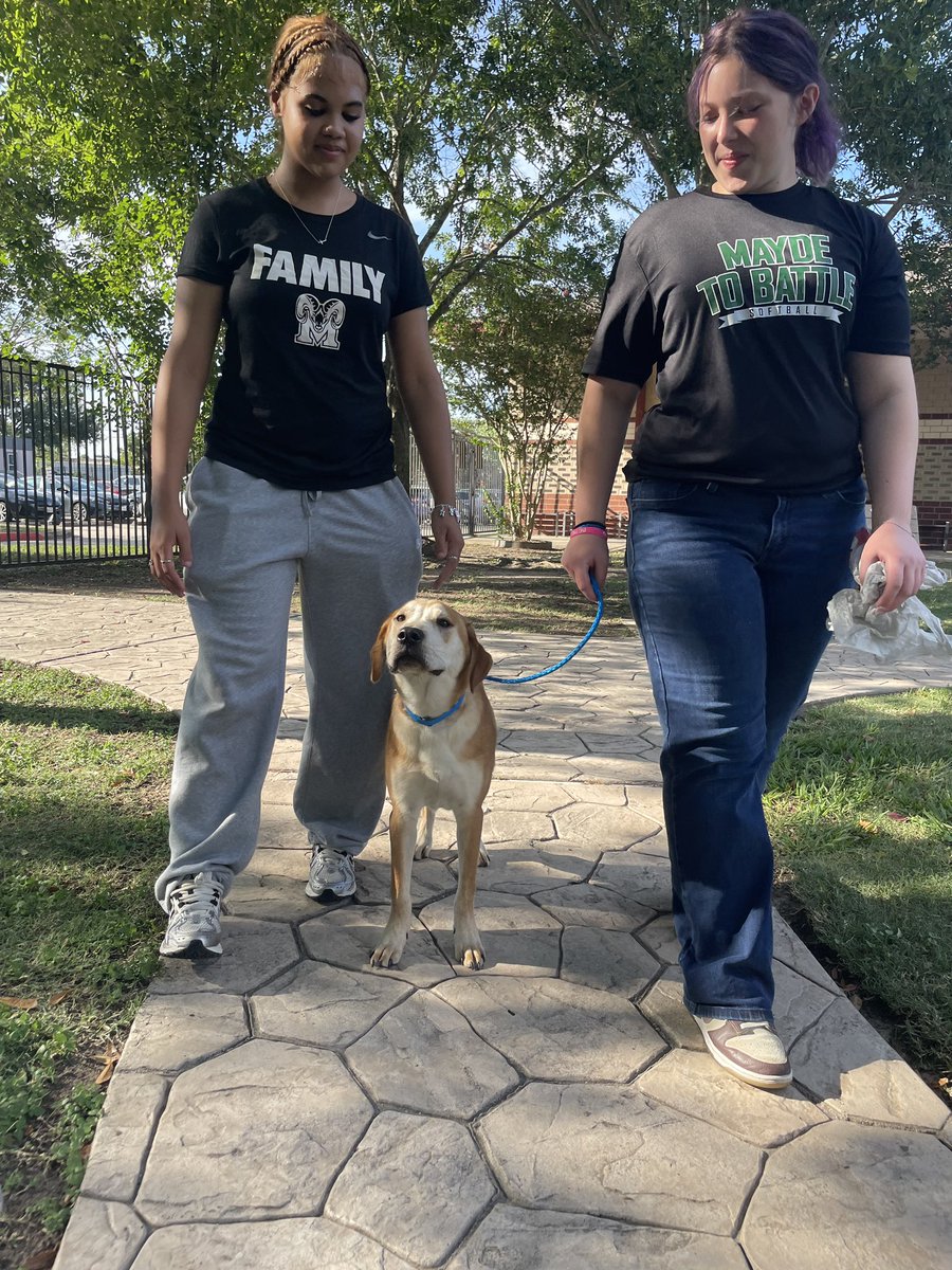 MCHSramSB's tweet image. Some of our MCHS softball players got to spend the day at CAPS, hanging out with the sweetest puppies 🐶💚 and giving back through community service! #RamPride #CommunityStrong