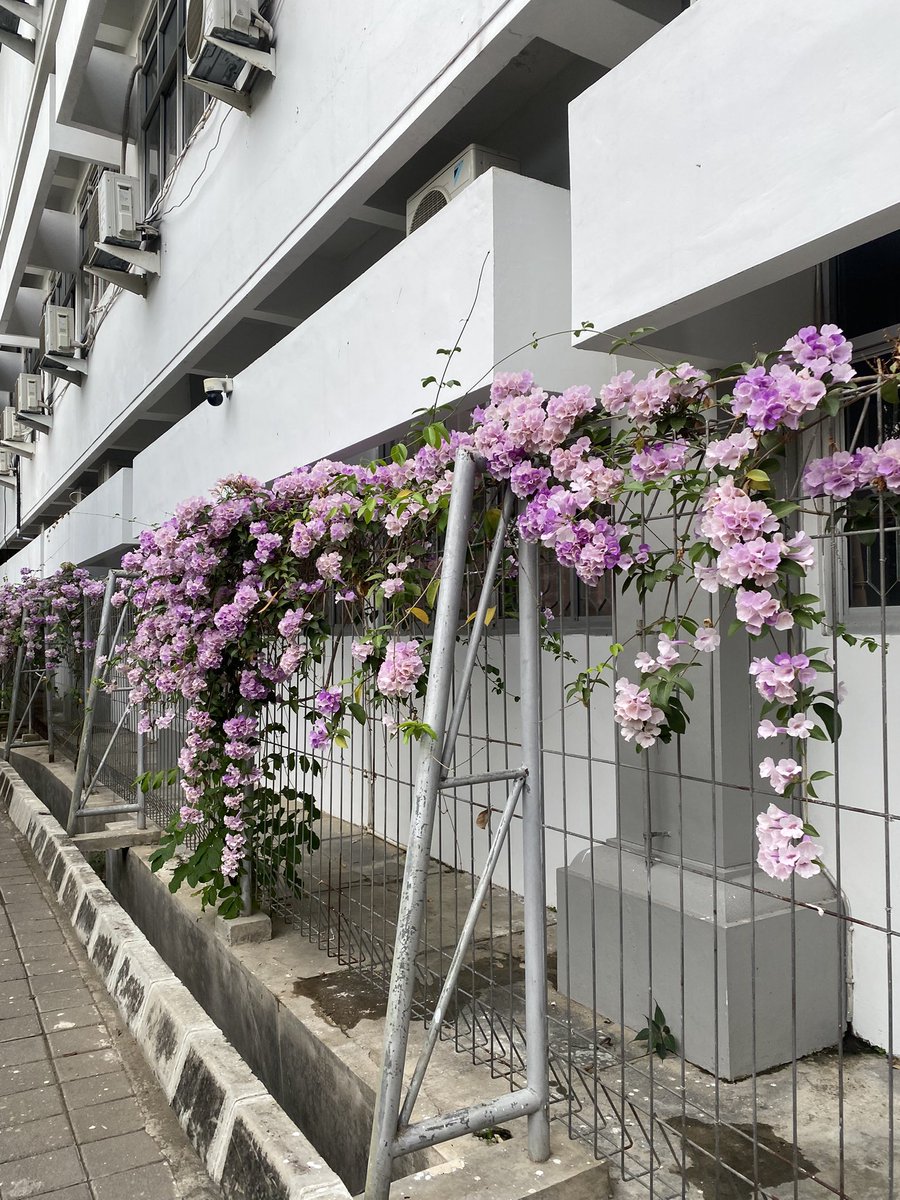 bleumeries's tweet image. fib’s blooming season🪻💟