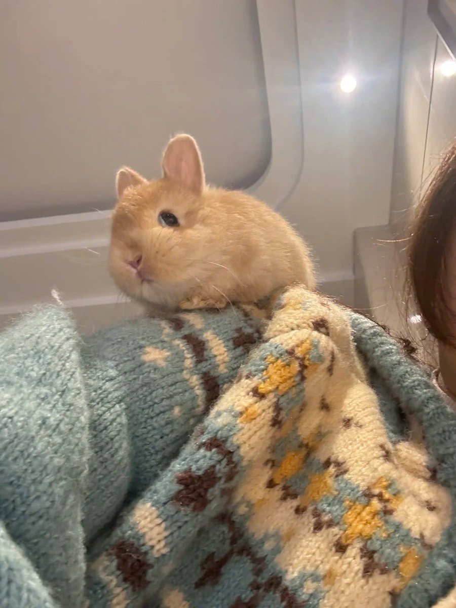 Why you should have a rabbit tweet media