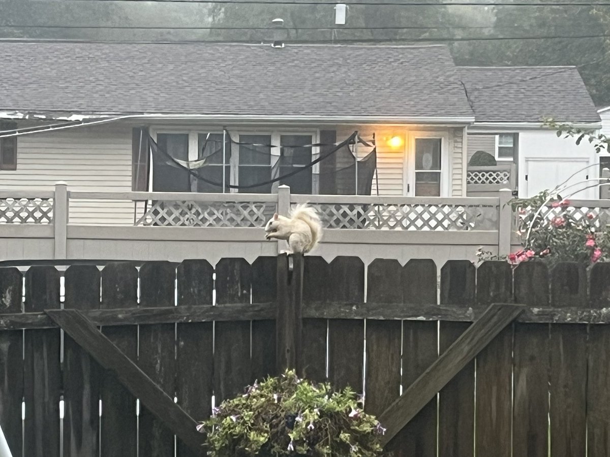 White Squirrel tweet media