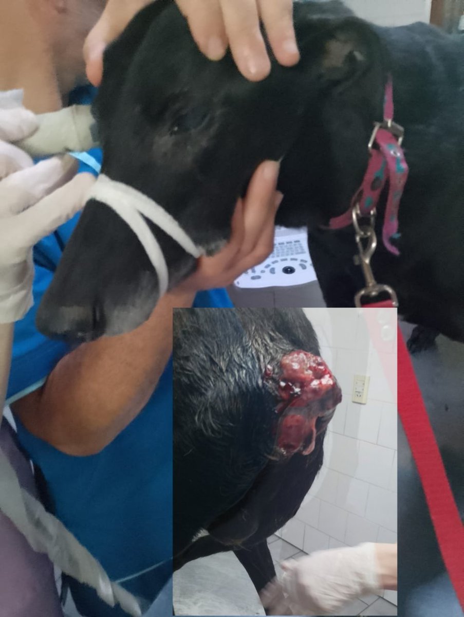 Faltan $400 mil pesos para la cirugía de Mario !  también incluye una castración
No puede defecar ni orinar!
El tumor tapa su cola !
Cómo COLABORAR 
Alias misuperamigofiel 
Alias misuperamigofielok.1