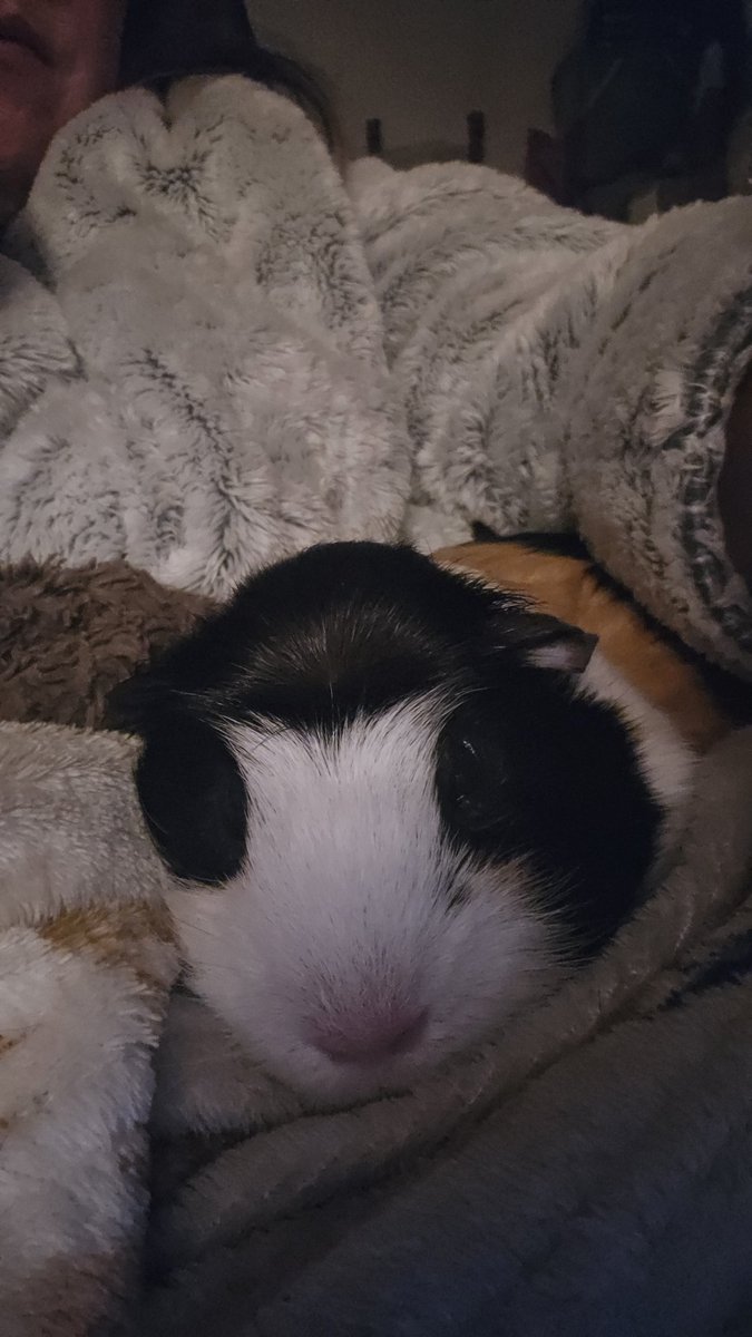 My lap pig 💕
