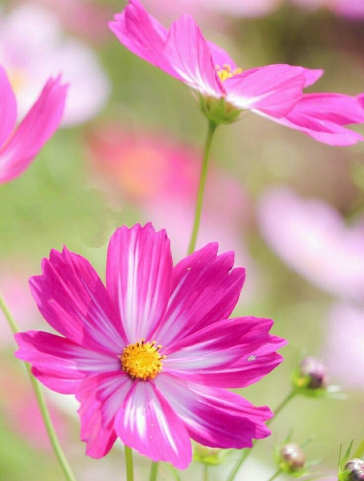 おはようございます☕🌿
𓂃𓈒

ほぼ接点のない人から
一方的に嫌われることが
あるでしょう

相性、嫉妬、妬みなどが
絡んでいるのかも
しれません

深く考えないで
そうきたか…ぐらいに捉える
のがいいですね

自分が嫌う側にならなくて
よかったのです

𓂃𓈒
(^^)ｺｺﾛ💕

皆様💐素敵な１日を🍀🕊️