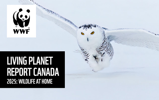 Living Planet
Report Canada
2025: WILDLIFE AT HOME, left from yesterday´s newsletters...
lprc.wwf.ca
<a href="/WWFCanada/">WWF-Canada</a>
