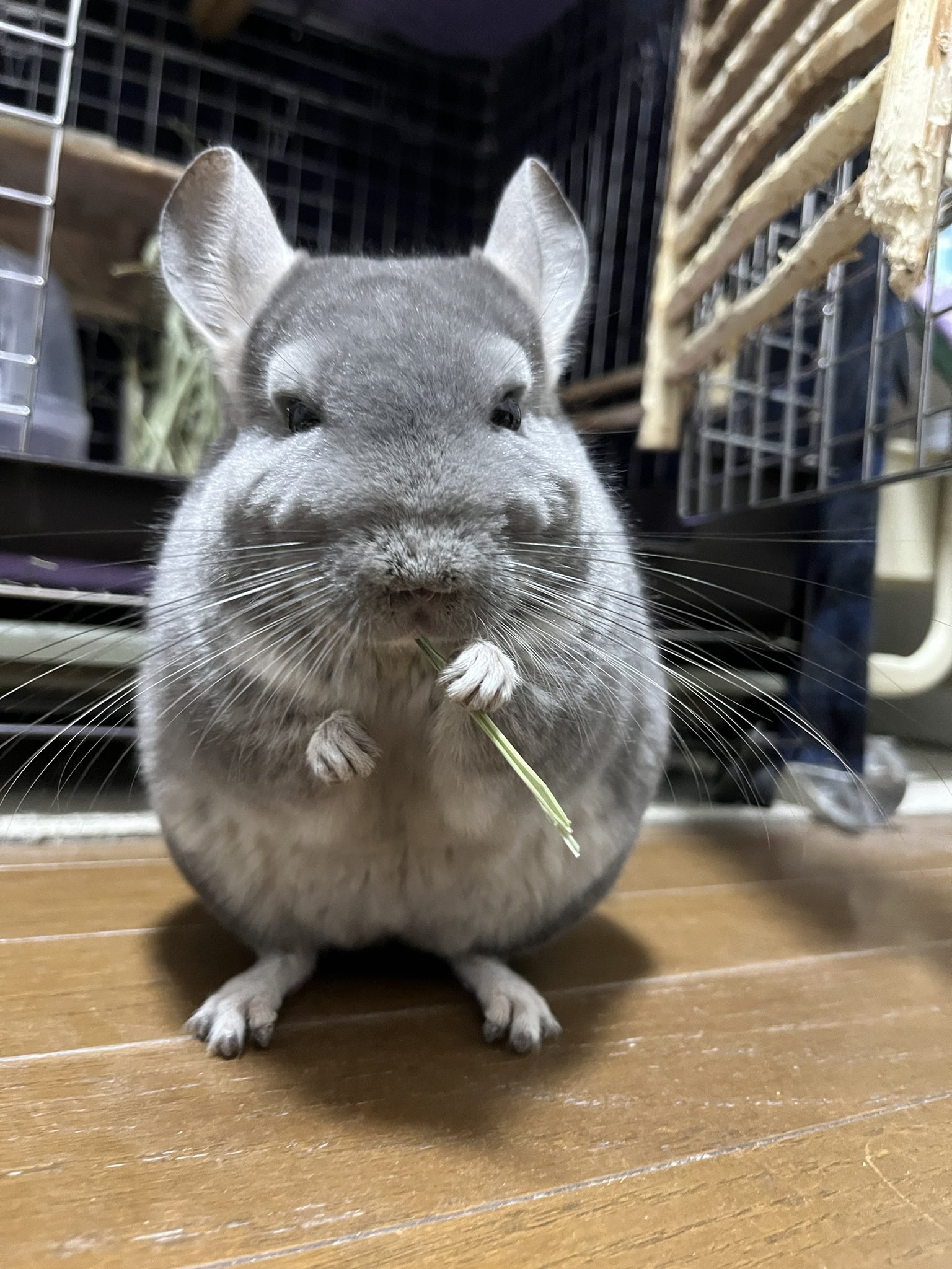 チンチラのすみれと飼い主ゆみ on X: 