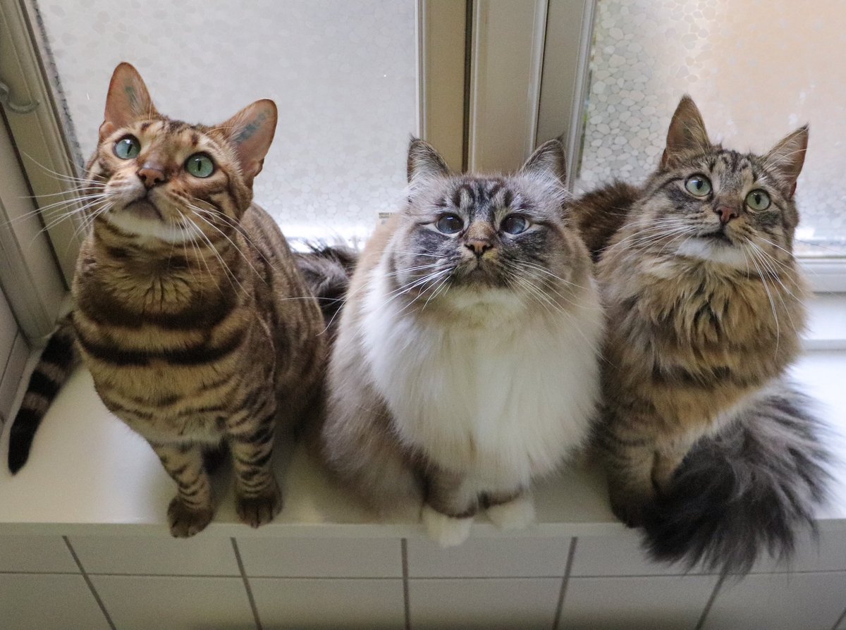 missenell's tweet image. Congratulations on the baby girl!!!!!!! 🥰😻 from the 3 musketeers