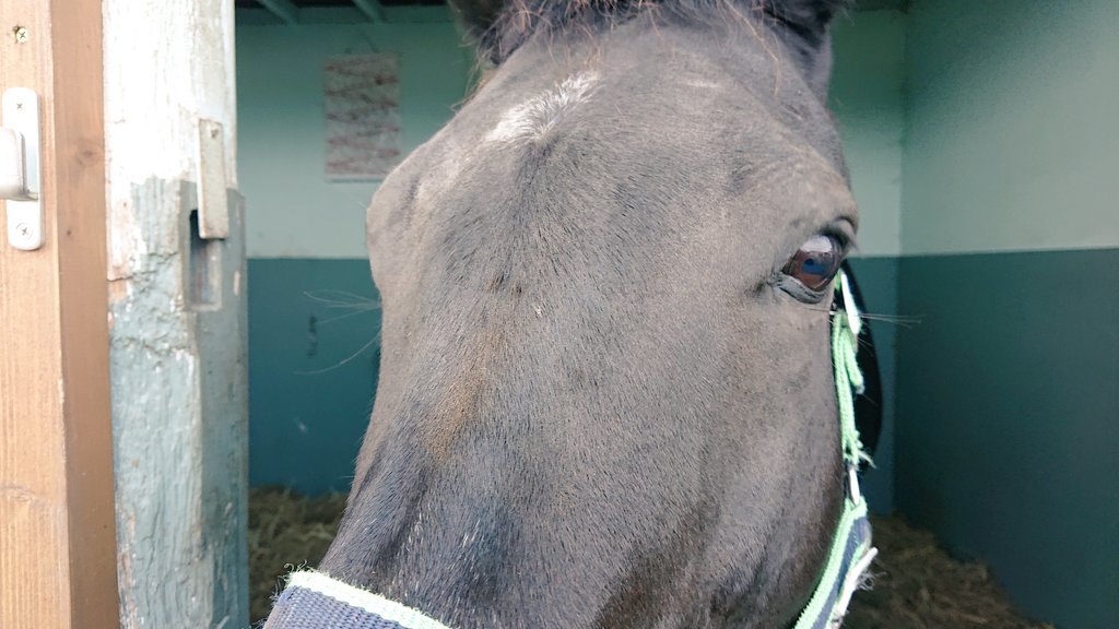 Akiakitsuneuma's tweet photo. 🐴支援している浦河町の養老牧場CandyFarmを訪問🚙
移転後の施設を色々案内してもらいましたが、放牧地だけでなく馬房を上から覗ける厩舎2階の展望室が斬新で最高😆
馬達も前より何だかシュッとして凛々しさを増した感じ、ピアス姐さんも元気でした✨
#浦河町
#CandyFarm
#養老牧場
#引退馬支援 https://t.co/2Cy9jYCKt2