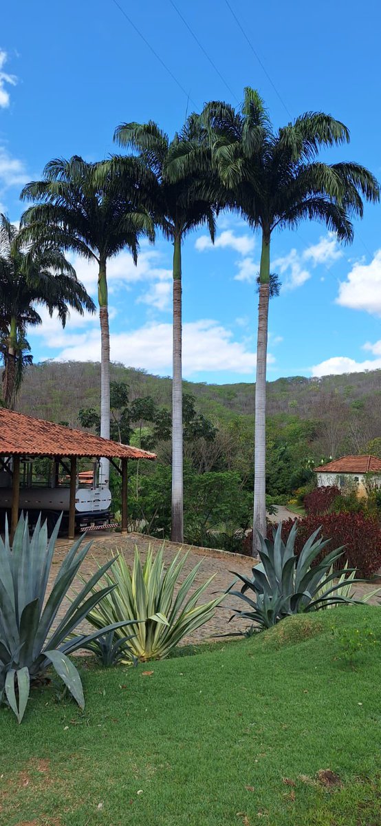 🌱 Muito emocionado por visitar, com meus homólogos europeus, o Instituto Terra, fundado pelo saudoso Sebastião Salgado e sua esposa Leila, e por plantar uma árvore! 🌳 
🌍 Um projeto inspirador que mostra que, com generosidade, energia e visão, é possível consertar a natureza!